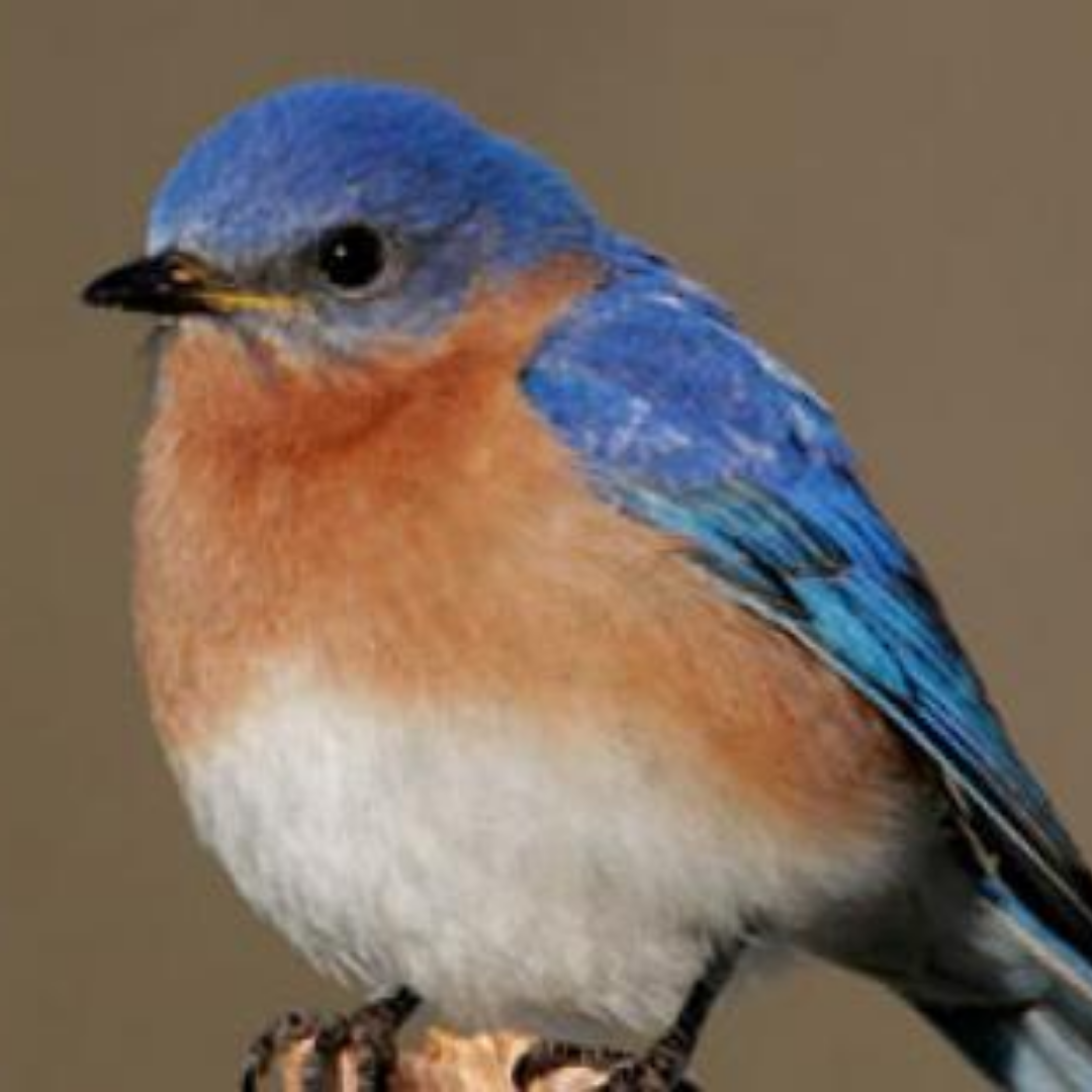 Tyler’s Blue Bird Box Program, Part 2 - Tyler Arboretum