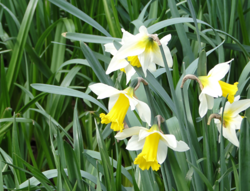 Spring Time Cheer – Daffodils