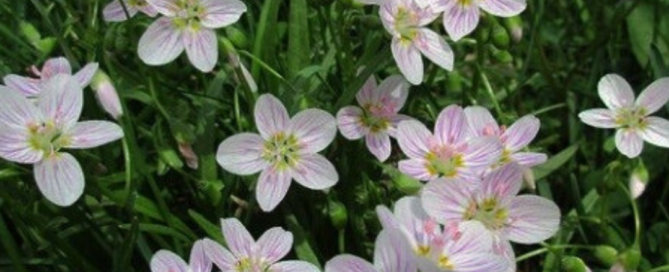 Ephemerals - Tyler Arboretum