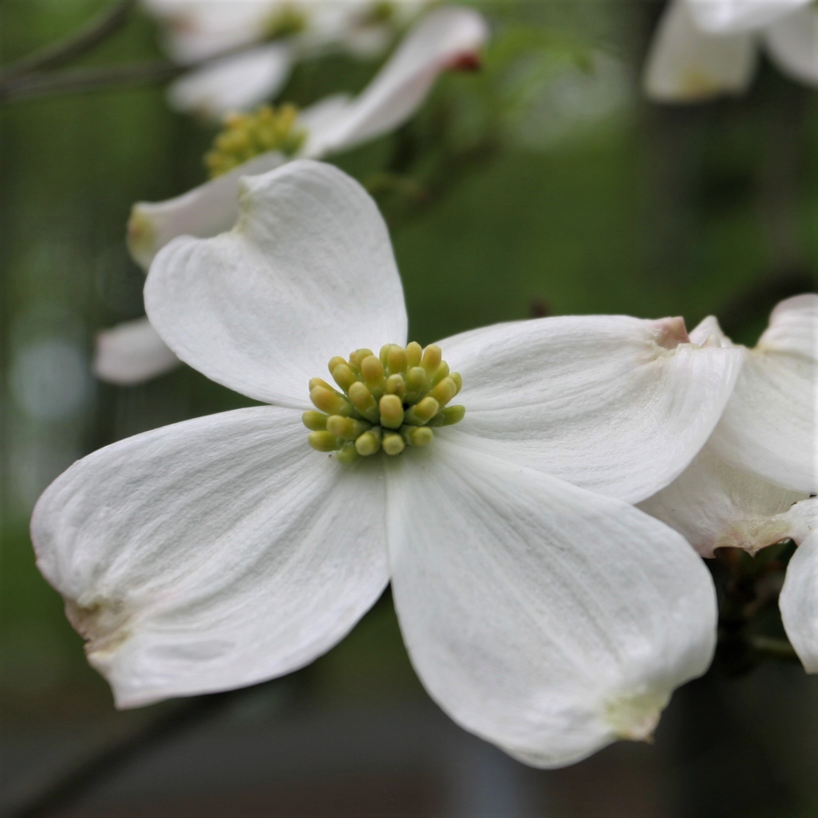 what does the dogwood tree symbolize