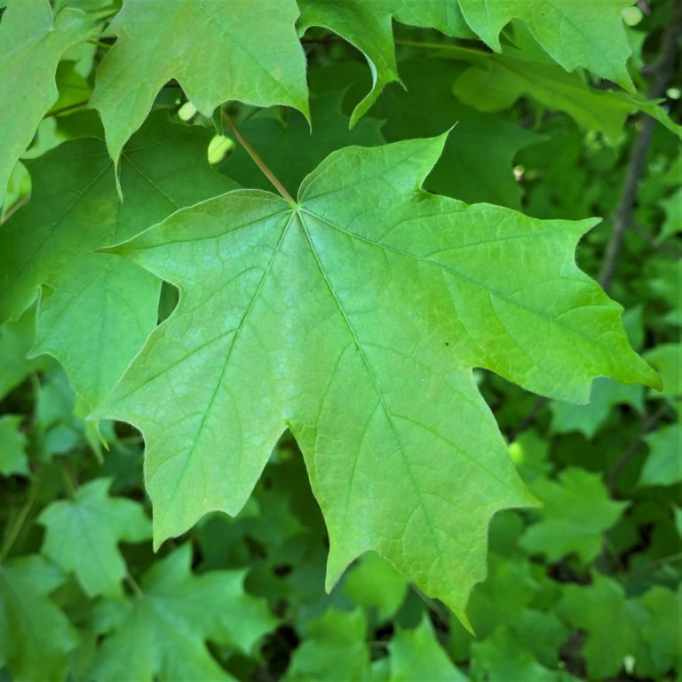 maple tree with 3 lobed leaves