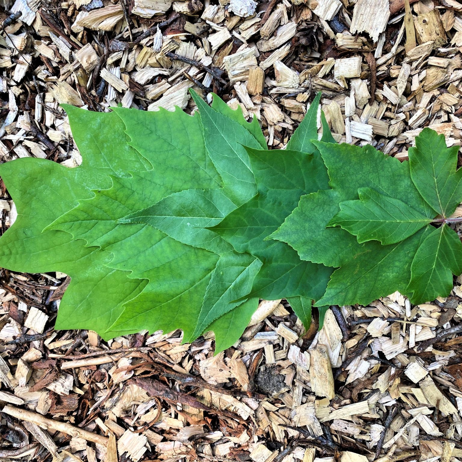 Palmate Leaf Examples With Names