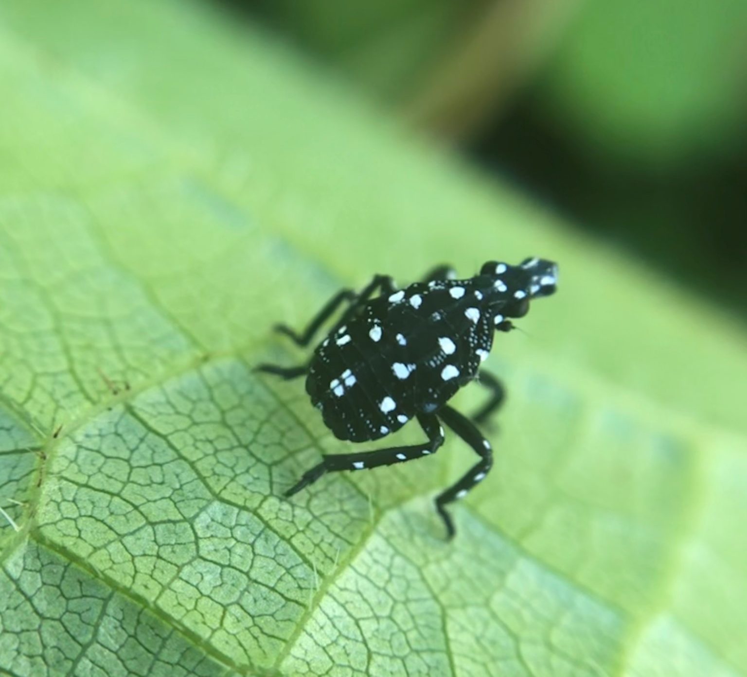 The Spotted Lanternfly at Tyler Arboretum | Tyler Arboretum