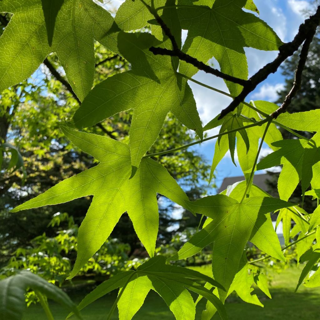 common-tree-leaf-id-palmate-leaves-tyler-arboretum