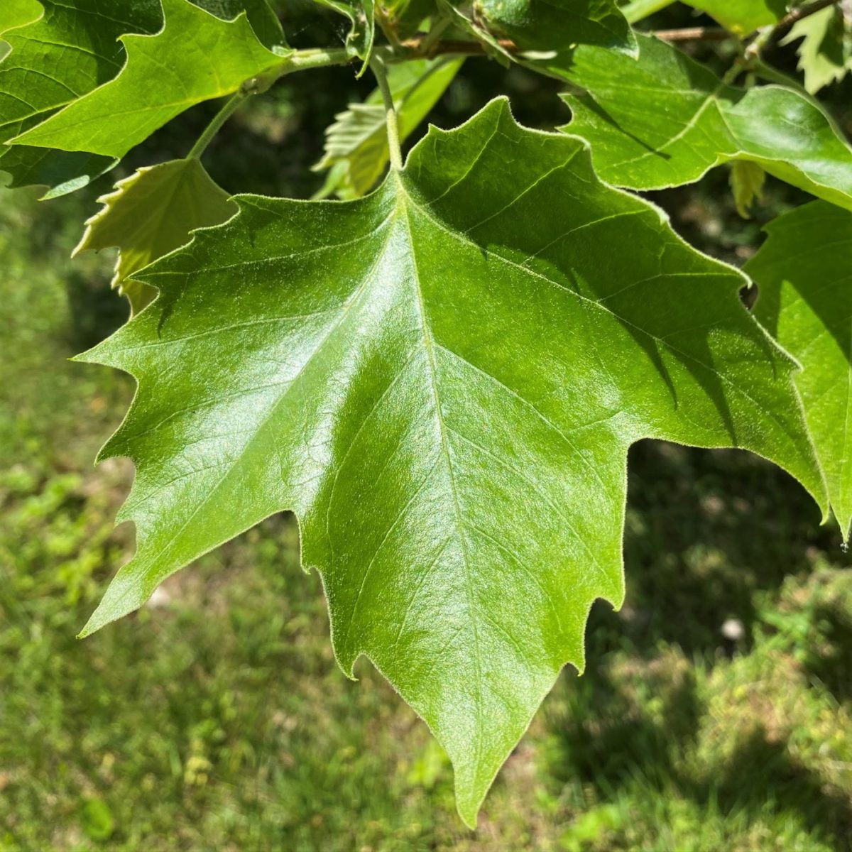 common-tree-leaf-id-palmate-leaves-tyler-arboretum