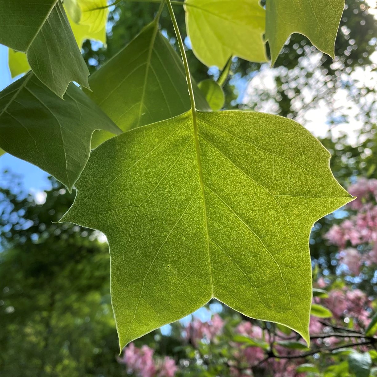 common-tree-leaf-id-palmate-leaves-tyler-arboretum