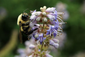 Bumble Bee on Vitex
