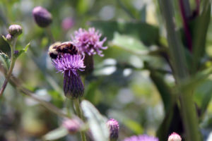 Bumblebee on knapweed