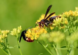 wasp on goldenrod