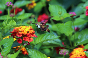 clearwing moth