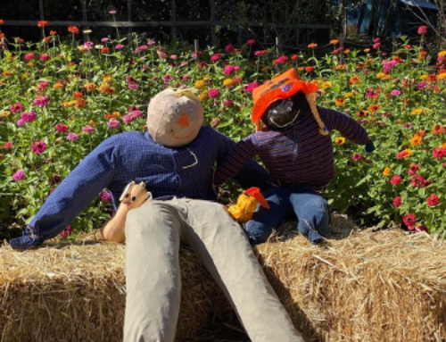 Scarecrows – A Tyler Tradition