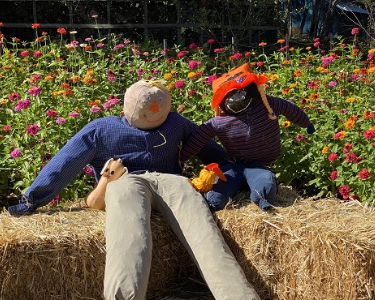 Scarecrows — a Tyler Tradition