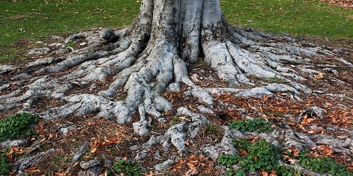 beech roots