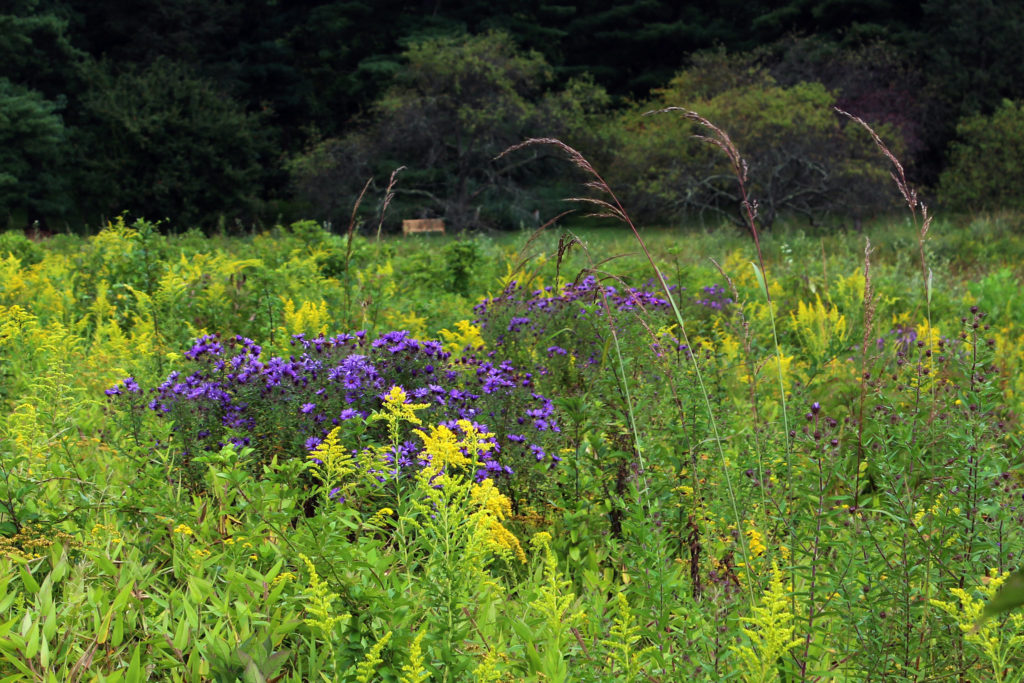 Grasslands and Meadows | Tyler Arboretum