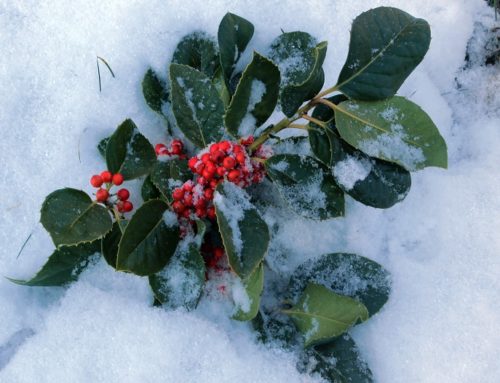 The Holly — From Romans to American Settlers
