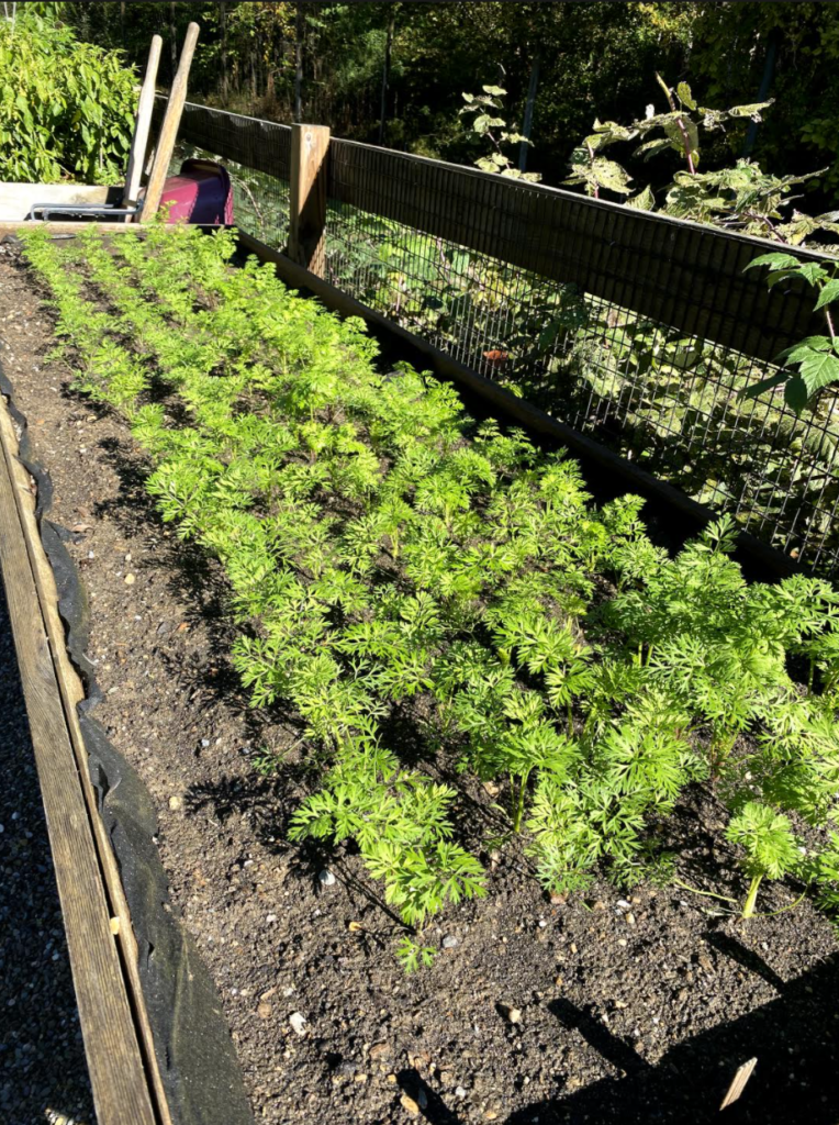 Carrots growing raised bed