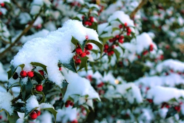 The Holly — From Romans to American Settlers | Tyler Arboretum