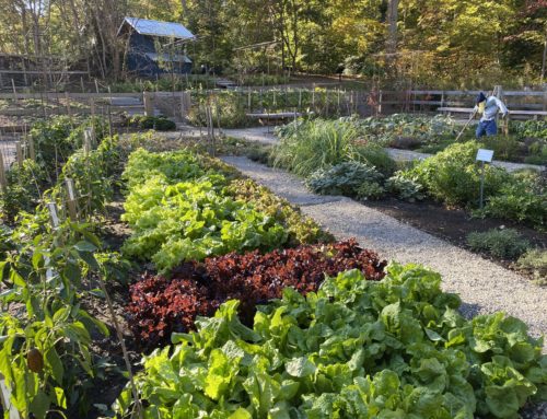 Lucille’s Garden — Growing Food, Growing Community