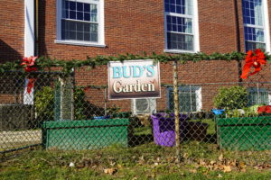 Bud's Garden