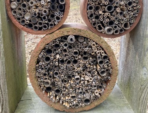 Building Bee Houses for Native Bees