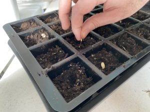 seeding tray