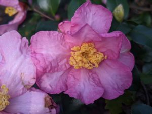 Camellia Long Island Pink