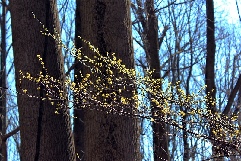 Blooming spicebush (Lindera benzoin) - Photo Credit Dave Charlton