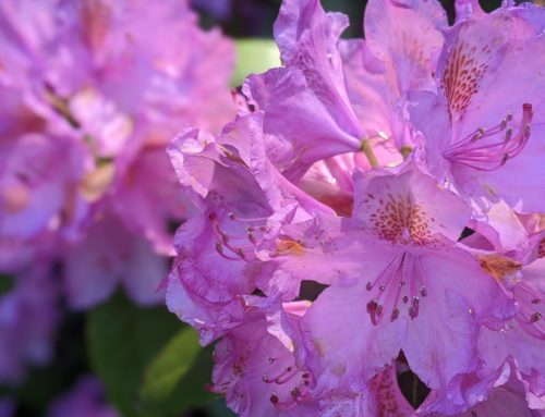 The Wister Rhododendron Garden