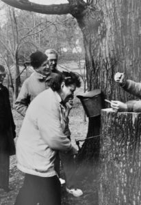 old photo of people around a maple tree maple syrup
