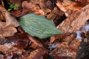 Puttyroot leaf