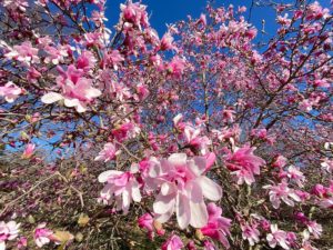 magnolia in bloom