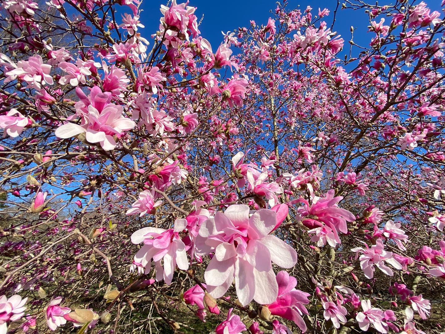 magnolia in bloom