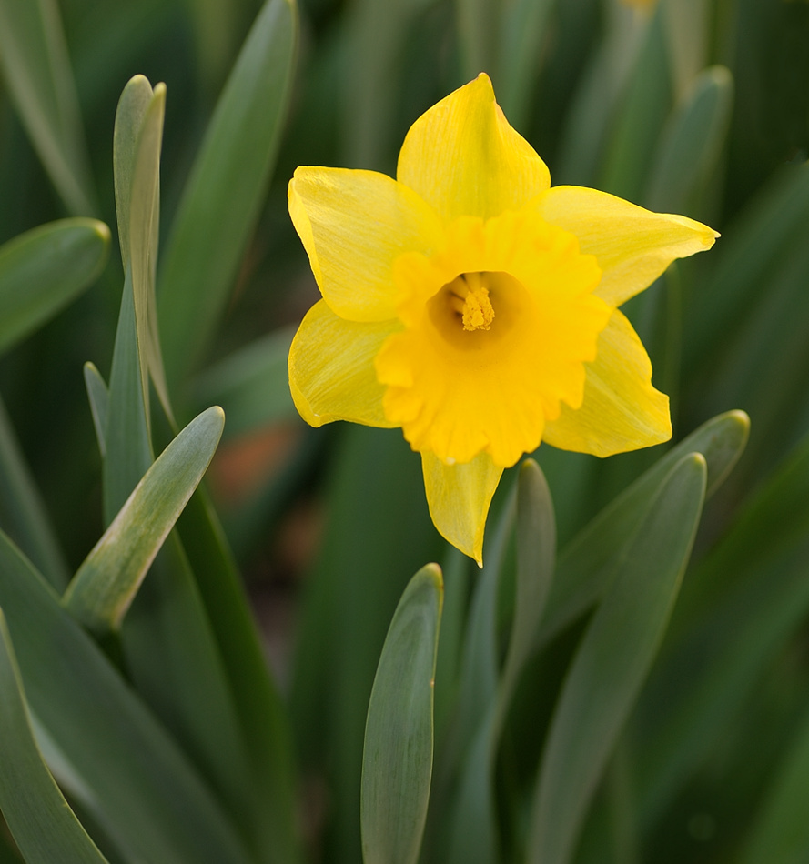 early spring yellow flower