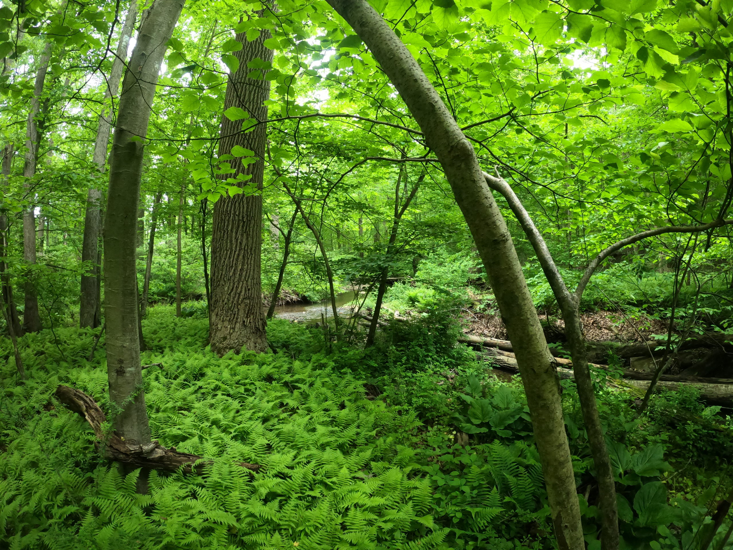 creek and green trees tyler arboretum