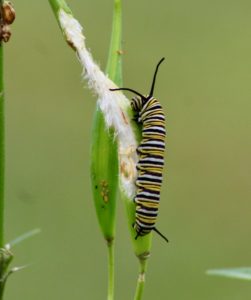 monarch eating pod