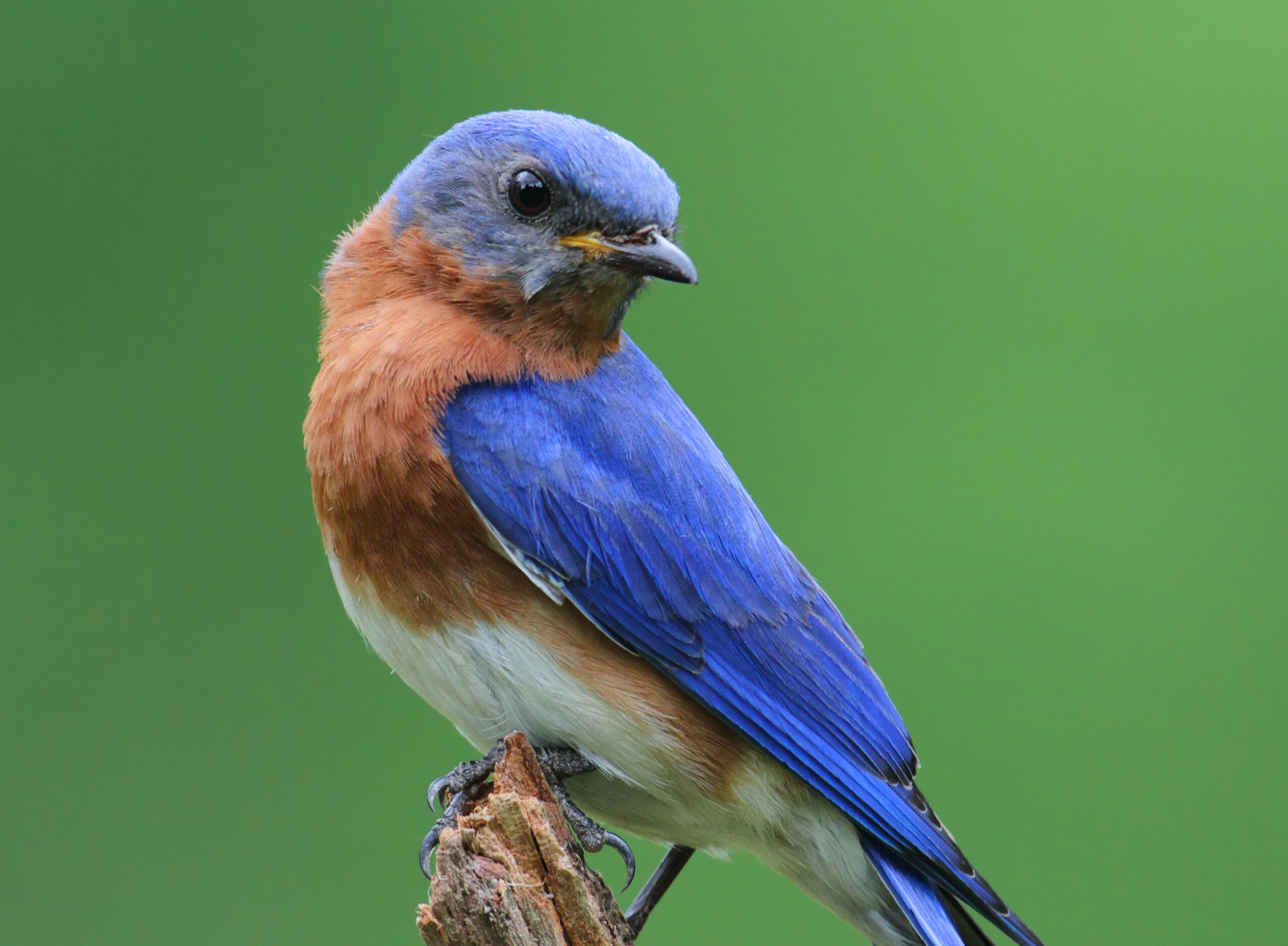 blue bird updated