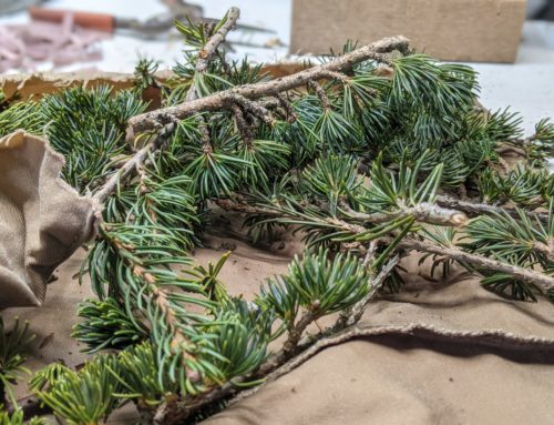 The Cedar of Lebanon — genetics saved by an old technique