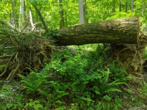 fallen giant tree