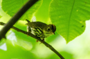 ovenbird on a tree stem