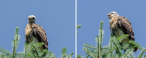 fledgeling redtail hawk side by side