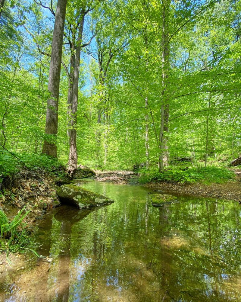 The Cooling Power of Forests | Tyler Arboretum