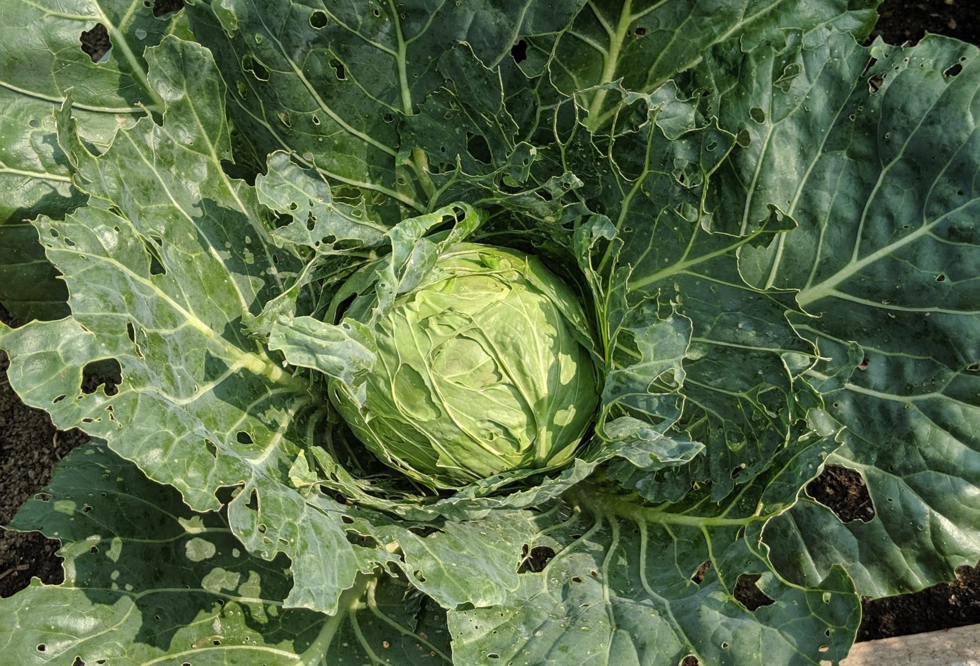 Green Cabbage Eaten