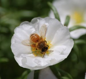 honey bee on a white flower