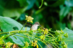 Ruby-throated Hummingbird_Cup Flowers_Swarthmore home