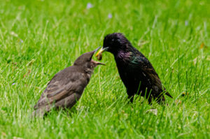 Starling feeding young_Swarthmore