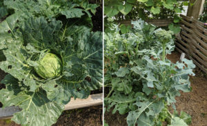 cabbage and broccoli damaged