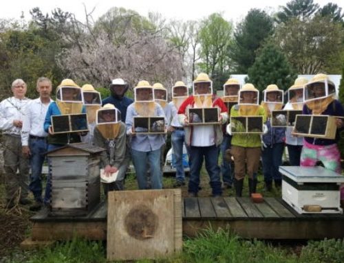 Honey Bees – Who’s Keeping Whom?