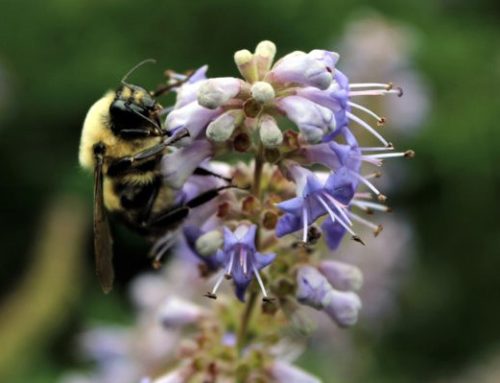 North American Native Bees – The Real Unsung Hero