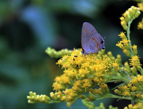 The Much Maligned Goldenrod
