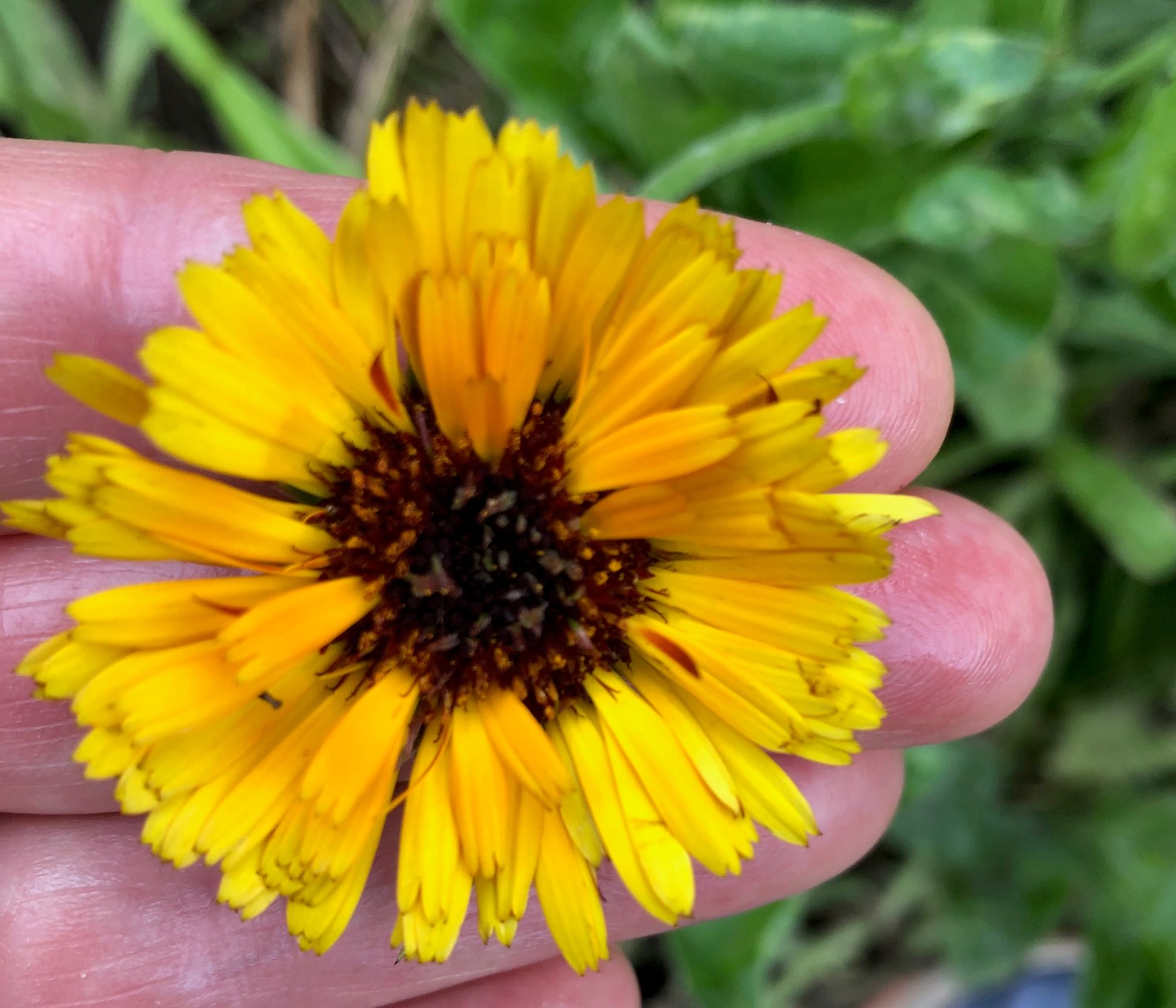 Calendula - Drying, Storing and Use — Five Finger Farms